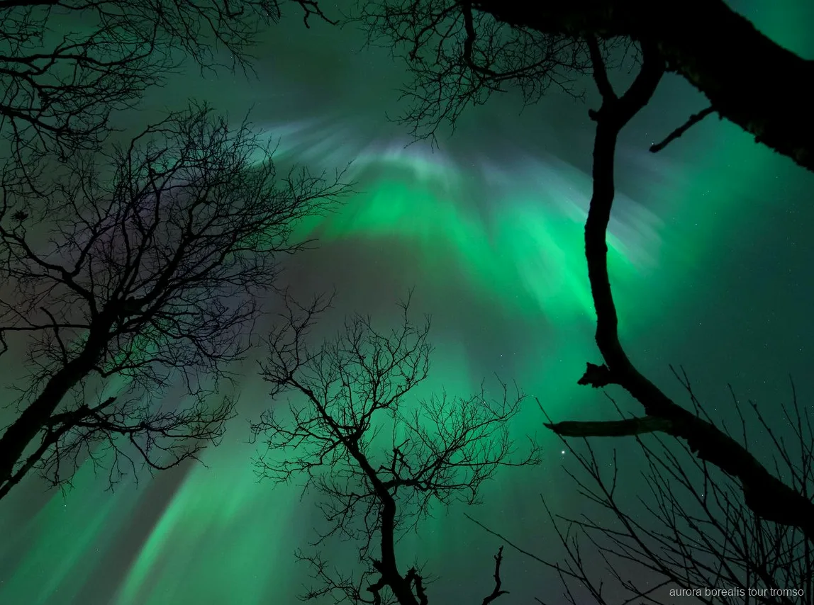 Guia a tirar um retrato profissional sob a aurora boreal perto de Tromso