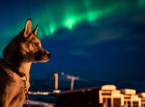 Participants câlinant des huskies d'Alaska au camp de chiens de traîneau de Tromsø