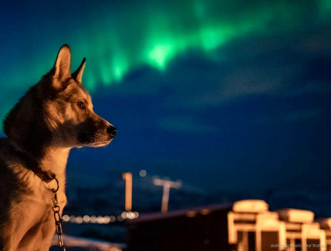 Visitants fent carícies als huskies d'Alaska al campament d'aurores boreals de Tromsø