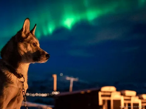Gasten knuffelen met Alaska huskies bij het Tromso noorderlicht hondensleekamp