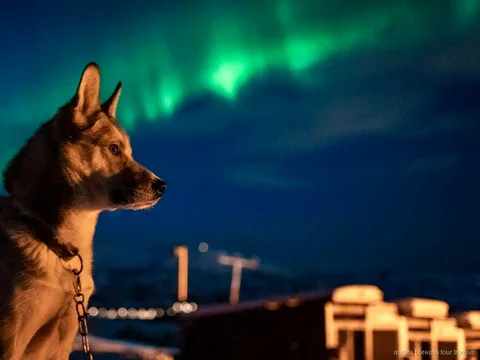 Gäste kuscheln mit Alaskan Huskies im Tromsø Nordlichter-Huskycamp