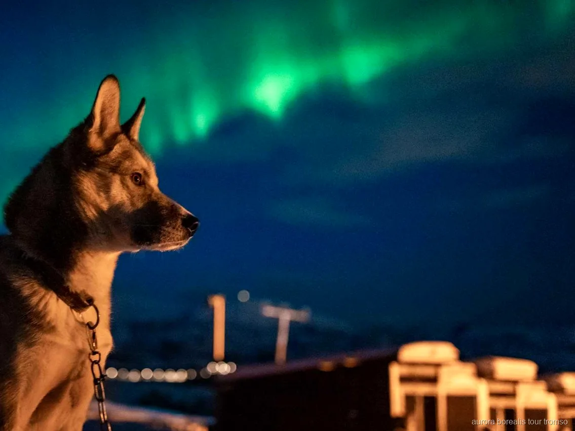 Gäste kuscheln mit Alaskan Huskies im Tromsø Nordlichter-Huskycamp