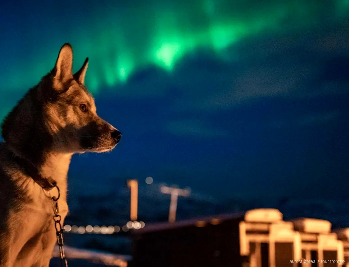 Gæster nusser alaskan huskies ved Tromsøs nordlys husky-lejr