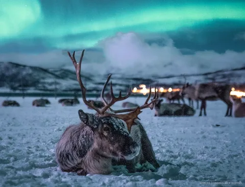 Rendierslee-rit bij Tromso met een kans op het noorderlicht