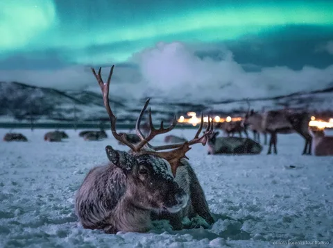 Rensledsåkning nära Tromsö med chans på norrsken