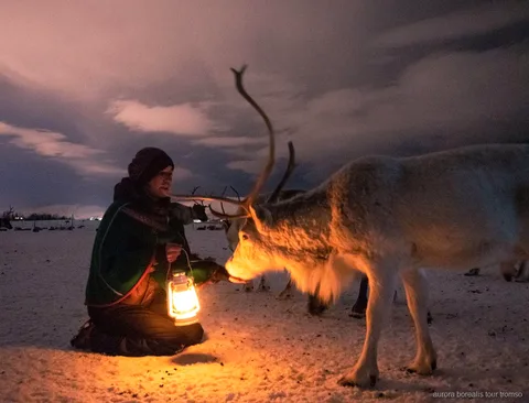 Gäster matar en flock renar vid ett samiskt läger nära Tromsö