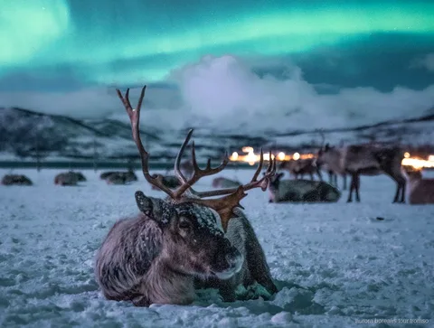 Rentierschlittenfahrt nahe Tromsø mit einer Chance auf die Nordlichter