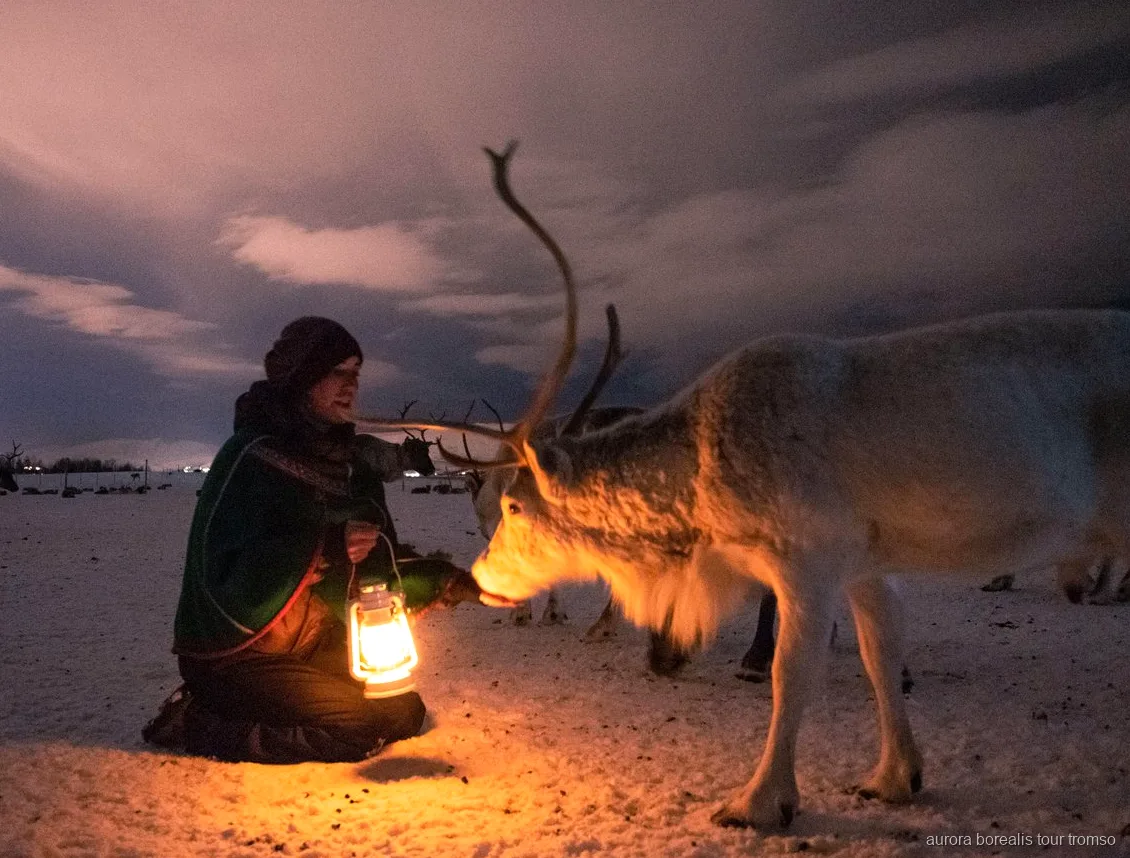 Gäste füttern eine Rentierherde in einem Sami-Camp nahe Tromsø
