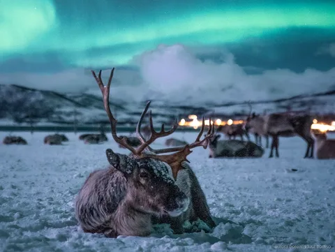 Giro in slitta trainata dalle renne vicino a Tromsø con possibilità di vedere l'aurora boreale