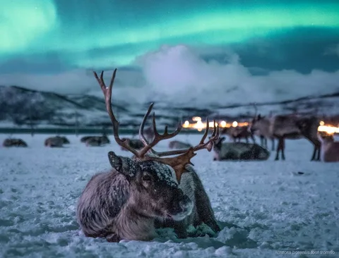 Passeio de trenó de renas perto de Tromso com hipótese de aurora boreal