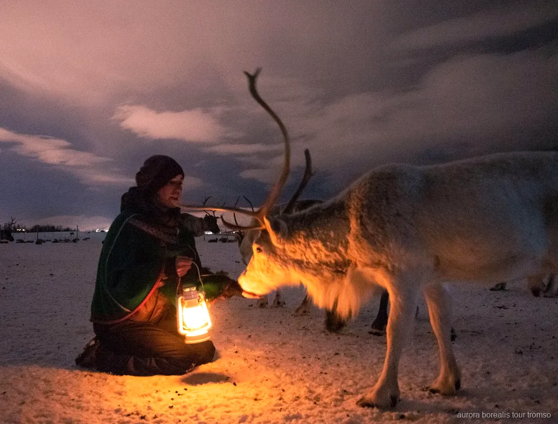 Convidados a alimentar um rebanho de renas num acampamento sami perto de Tromso