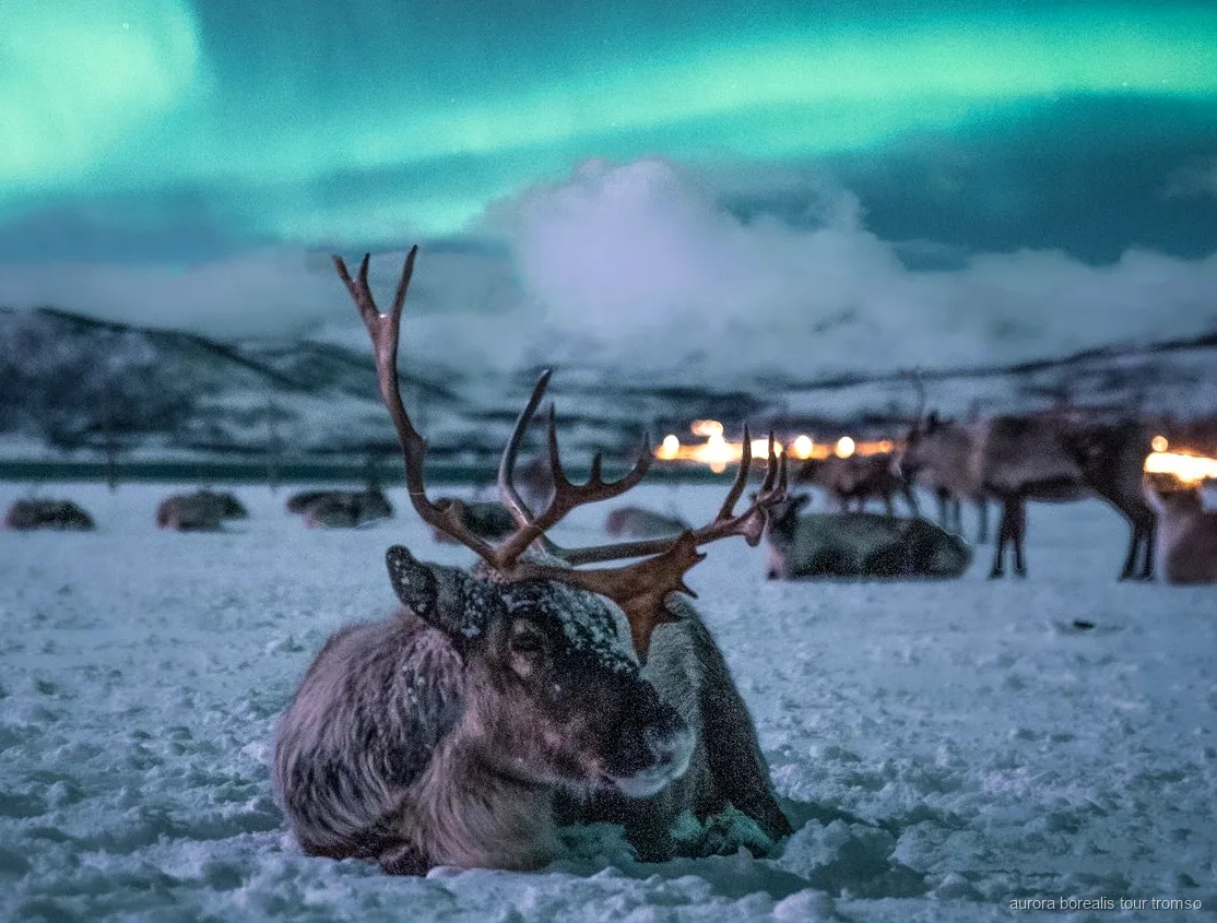 Passeig amb trineu de rens a prop de Tromsø amb possibilitat d'aurora boreal