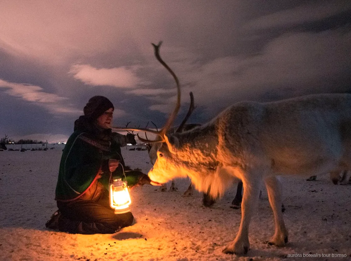 Visitants donant menjar a un ramat de rens en un campament sami a prop de Tromsø