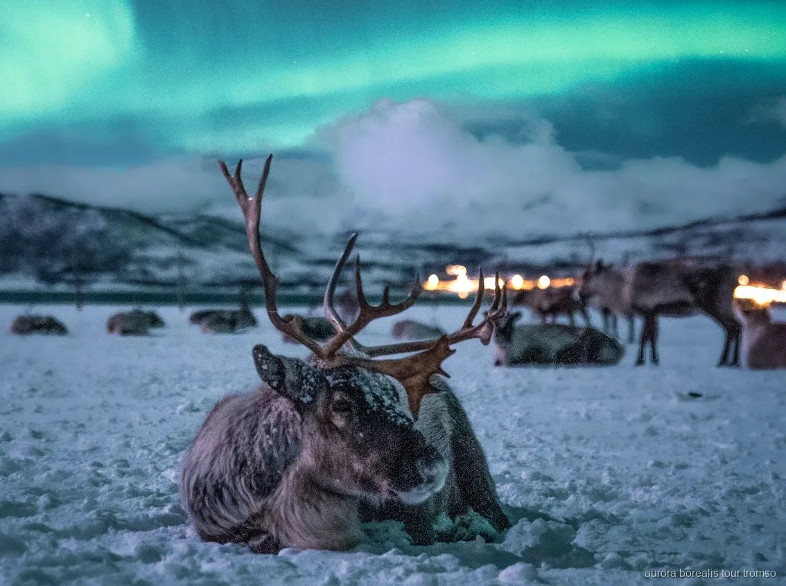 Reindeer sled ride near Tromso with a chance of the Northern Lights